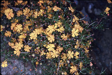 APII jpeg image of Hibbertia stellaris  © contact APII