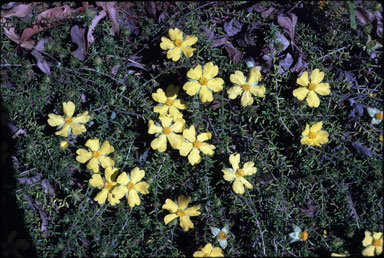 APII jpeg image of Hibbertia vestita  © contact APII