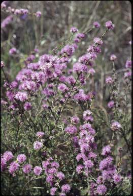 APII jpeg image of Kunzea parvifolia  © contact APII