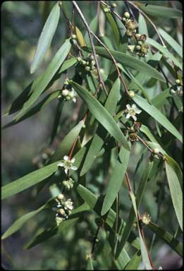 APII jpeg image of Leptospermum parviflorum  © contact APII