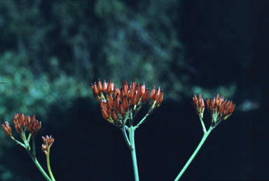 APII jpeg image of Haemodorum coccineum  © contact APII