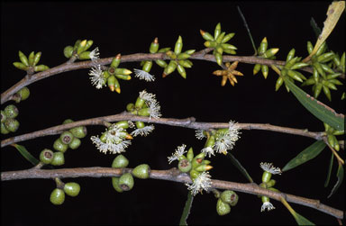 APII jpeg image of Eucalyptus moorei subsp. moorei  © contact APII