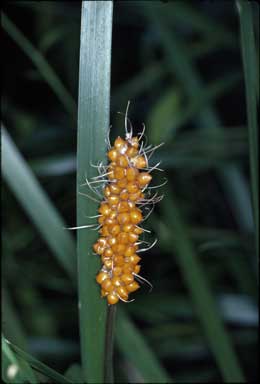 APII jpeg image of Lomandra spicata  © contact APII