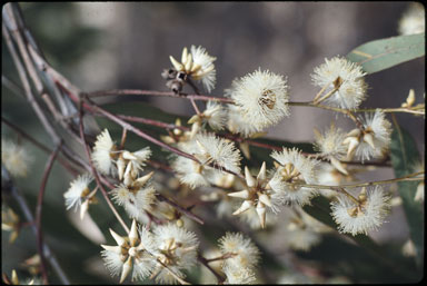 APII jpeg image of Eucalyptus amplifolia  © contact APII