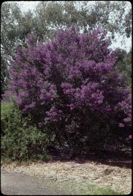 APII jpeg image of Prostanthera latifolia  © contact APII