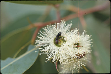 APII jpeg image of Eucalyptus patens  © contact APII