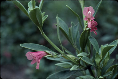 APII jpeg image of Prostanthera porcata  © contact APII