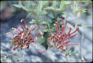 APII jpeg image of Grevillea microstegia  © contact APII