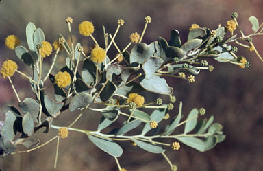 APII jpeg image of Acacia bivenosa  © contact APII