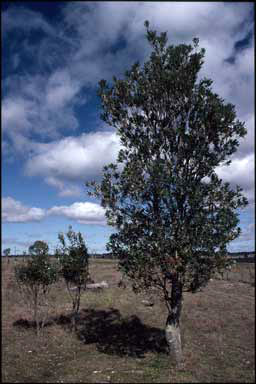 APII jpeg image of Banksia integrifolia subsp. compar  © contact APII