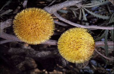 APII jpeg image of Banksia laevigata var. fuscolutea  © contact APII