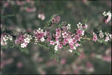 APII jpeg image of Chamelaucium confertiflorum  © contact APII