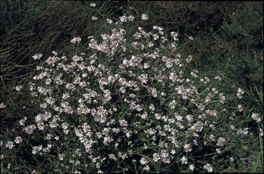 APII jpeg image of Eriostemon nodiflorus  © contact APII