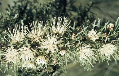 APII jpeg image of Hakea dolichostyla  © contact APII