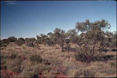 APII jpeg image of Eucalyptus oxymitra  © contact APII