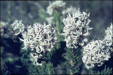 APII jpeg image of Isopogon inconspicuus  © contact APII