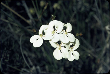 APII jpeg image of Stylidium leptocalyx  © contact APII