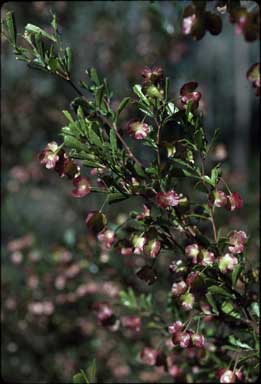 APII jpeg image of Dodonaea viscosa subsp. cuneata  © contact APII