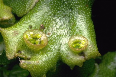 APII jpeg image of Marchantia sp.  © contact APII