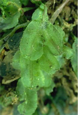 APII jpeg image of Symphyogyna podophylla  © contact APII