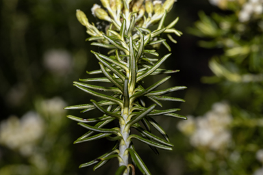 APII jpeg image of Ozothamnus turbinatus  © contact APII