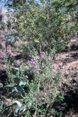 APII jpeg image of Prostanthera ovalifolia  © contact APII