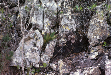 APII jpeg image of Dendrobium speciosum  © contact APII