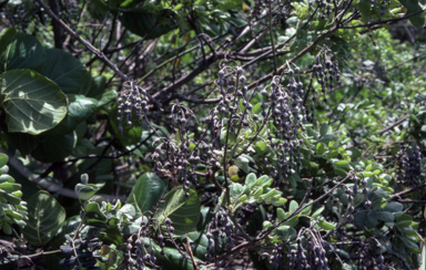 APII jpeg image of Sophora tomentosa  © contact APII