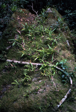 APII jpeg image of Lithophytes  © contact APII