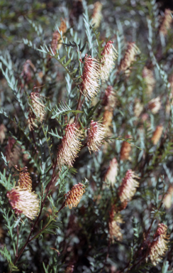 APII jpeg image of Grevillea 'Poorinda Blondie'  © contact APII
