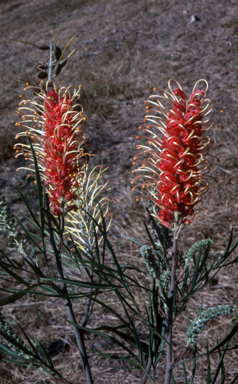 APII jpeg image of Grevillea 'Majestic'  © contact APII