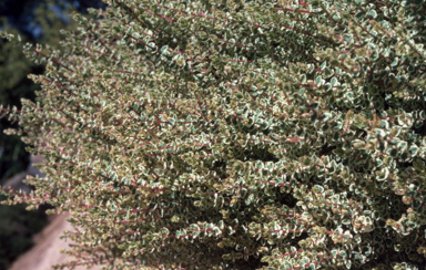 APII jpeg image of Hypocalymma cordifolium 'Golden Veil'  © contact APII