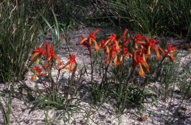 APII jpeg image of Anigozanthos humilis  © contact APII