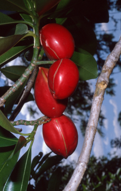 APII jpeg image of Ochrosia elliptica  © contact APII