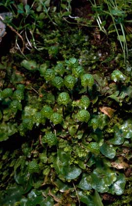 APII jpeg image of Asterella drummondii  © contact APII