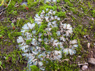 APII jpeg image of Riccia sp. nov.  © contact APII