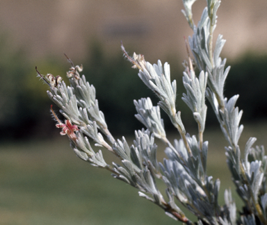 APII jpeg image of Adenanthos cacomorphus  © contact APII