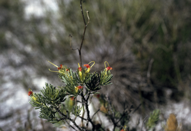 APII jpeg image of Adenanthos drummondii  © contact APII