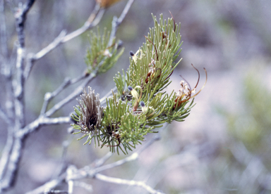 APII jpeg image of Adenanthos filifolius  © contact APII