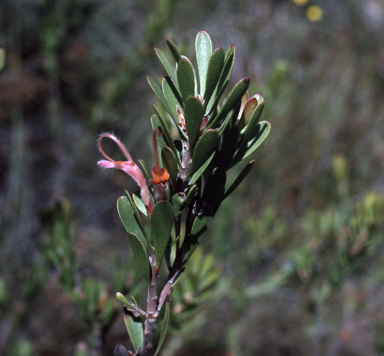 APII jpeg image of Adenanthos obovatus  © contact APII