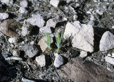 APII jpeg image of Adenanthos pungens subsp. pungens  © contact APII