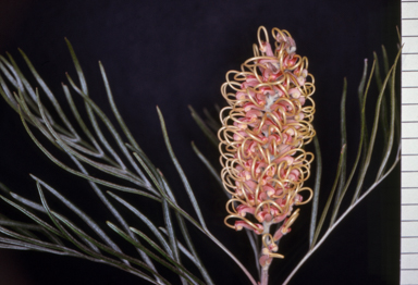 APII jpeg image of Grevillea 'Pink Surprise'  © contact APII