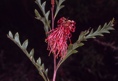 APII jpeg image of Grevillea 'Poorinda Ben'  © contact APII