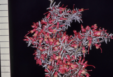 APII jpeg image of Grevillea 'Poorinda Illumina'  © contact APII
