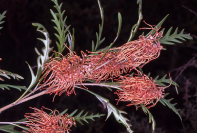 APII jpeg image of Grevillea 'Poorinda Regina'  © contact APII