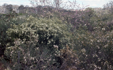 APII jpeg image of Chamelaucium uncinatum 'Bundara Excelsior'  © contact APII