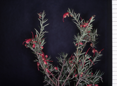 APII jpeg image of Grevillea 'Crosbie Morrison'  © contact APII