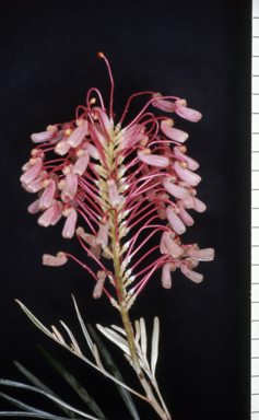 APII jpeg image of Grevillea banksii 'Kingaroy Slippers'  © contact APII