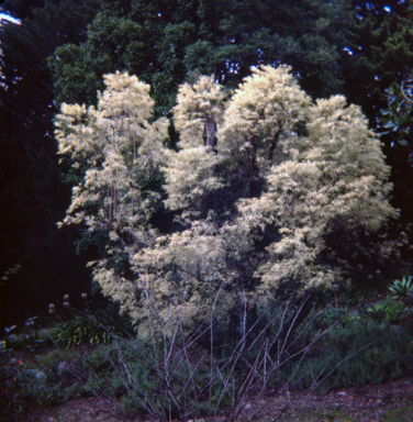 APII jpeg image of Agonis flexuosa 'Variegata'  © contact APII