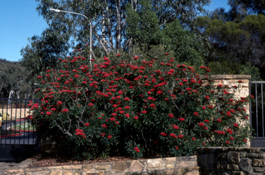 APII jpeg image of Telopea mongaensis x speciosissima  © contact APII